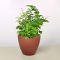 Maidenhair Fern
